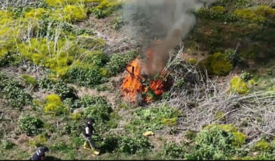 Diyarbakır’da ekilen 100 milyon bedelindeki kenevir imha edildi