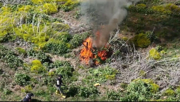 Diyarbakır’da ekilen 100 milyon bedelindeki kenevir imha edildi