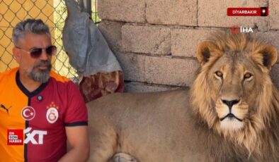 Diyarbakır’da Galatasaraylı taraftar, şampiyonluğu aslanlarıyla kutladı