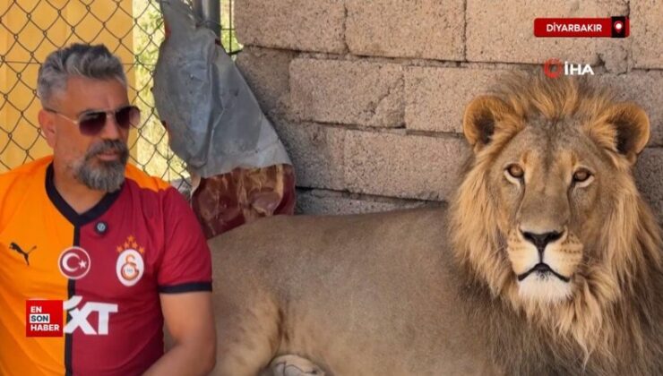 Diyarbakır’da Galatasaraylı taraftar, şampiyonluğu aslanlarıyla kutladı