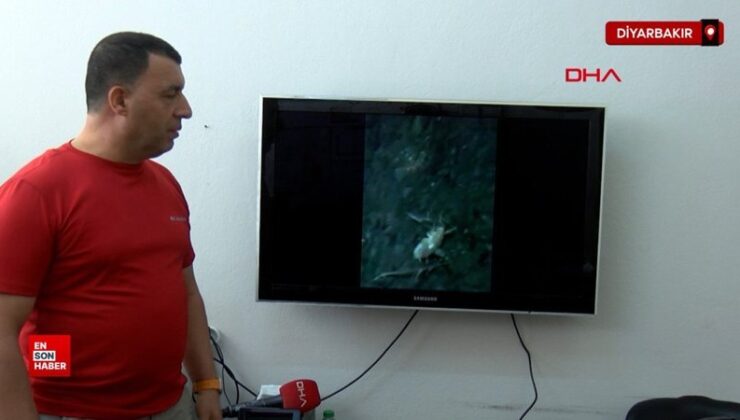 Diyarbakır’da keşfedilen yeni çekirge cinsine Troglophilus diclensis ismi verildi