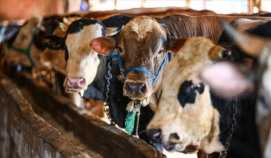 Doğu Anadolu’dan batıya yaklaşık 80 bin kurbanlık gönderildi