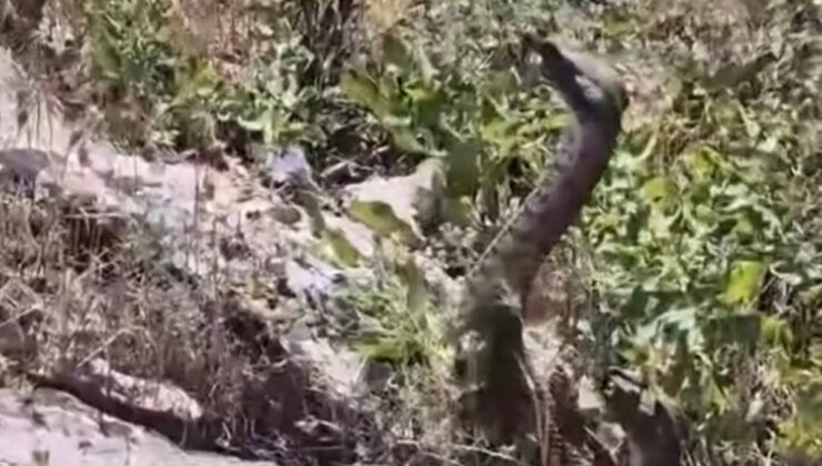Elazığ’da bir kişi görüntülediği yılanın saldırısına uğradı