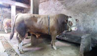 Erzurum’da 1 ton 200 kiloluk tosun 400 bin liraya satıldı