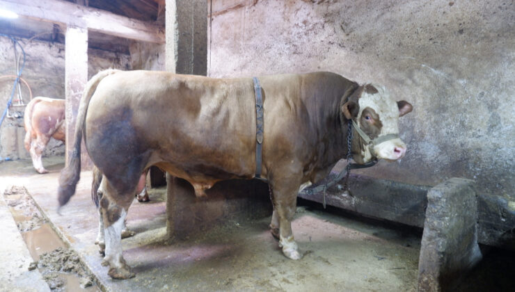 Erzurum’da 1 ton 200 kiloluk tosun 400 bin liraya satıldı