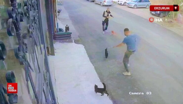 Erzurum’da köpeğini gezdiren adama iki kediden sürpriz taarruz
