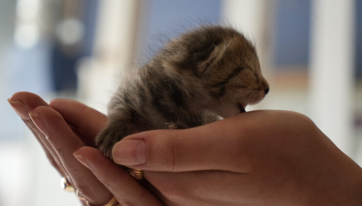 Erzurum’un çılgın kedilerinin saldırganlığının nedeni muhakkak oldu