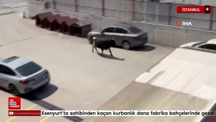 Esenyurt’ta sahibinden kaçan kurbanlık dana fabrika bahçelerinde gezdi