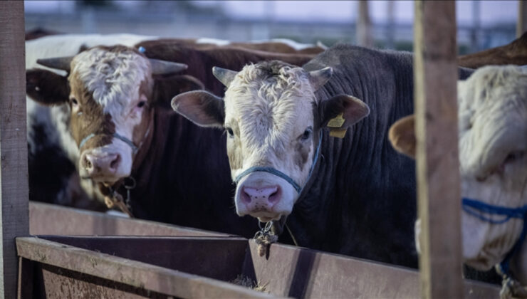 ESK, kurban pazarlarında kalan hayvanları satın alacak