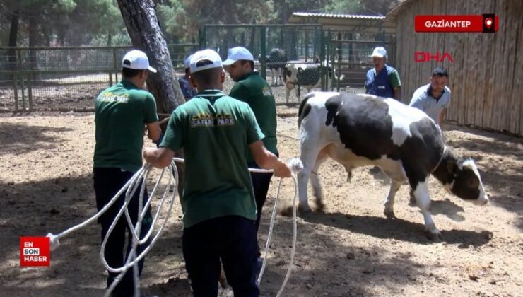 Gaziantep’te ‘kurban yakalama timi’ misyona hazır