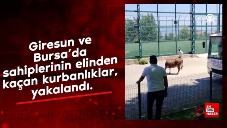 Giresun ve Bursa’da sahiplerinin elinden kaçan kurbanlıklar yakalandı