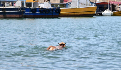 Giresun’da firari kurbanlık denize kendini denizin serin sularına bıraktı