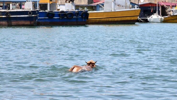 Giresun’da firari kurbanlık denize kendini denizin serin sularına bıraktı