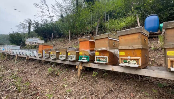 Giresun’da özel üretim ‘deli bal’