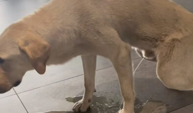 Hastane ortasına tuvaletini yapan başıboş köpek