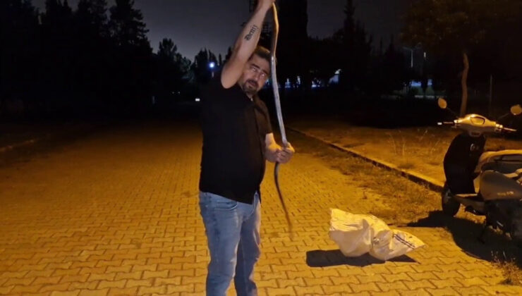 Hatay’da 1 buçuk metrelik yılanı nasihat vererek tabiata bıraktı