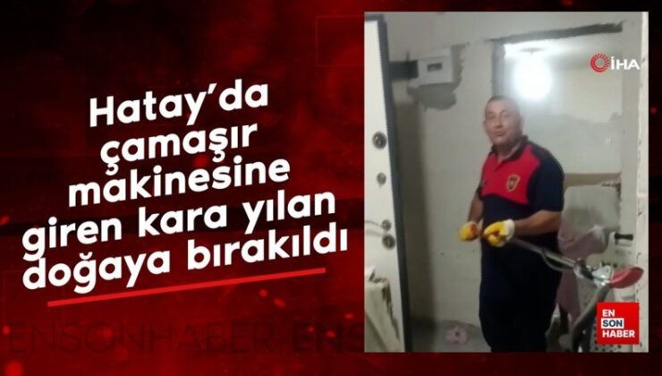 Hatay’da çamaşır makinesine giren kara yılan tabiata bırakıldı