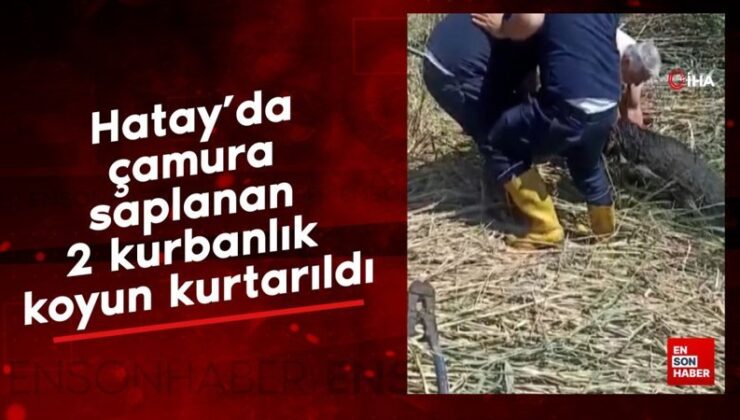 Hatay’da çamura saplanan 2 kurbanlık koyun kurtarıldı