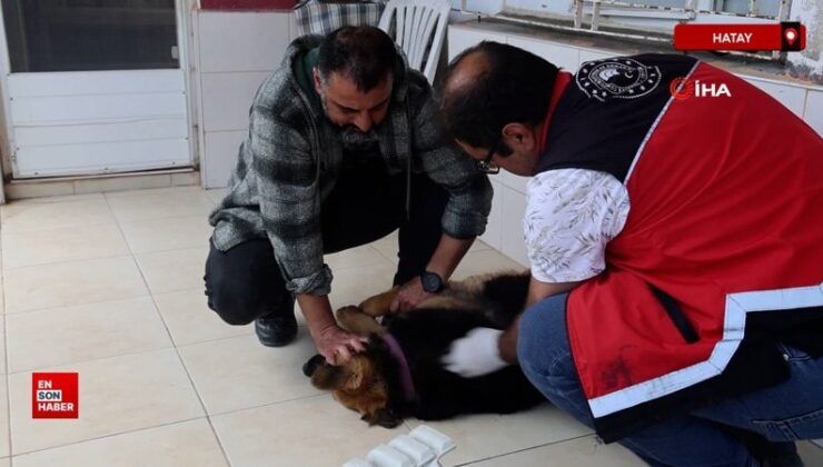 Hatay’da kuduz alarmı: 4 mahalle karantinaya alındı