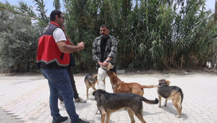 Hatay’da kuduz alarmı: 4 mahalle karantinaya alındı