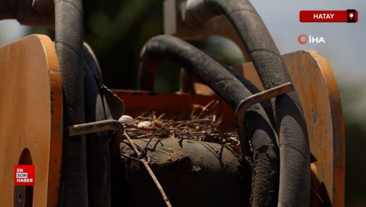 Hatay’da operatör, kumru yuvası için 17 gündür kepçeyi çalıştırmıyor