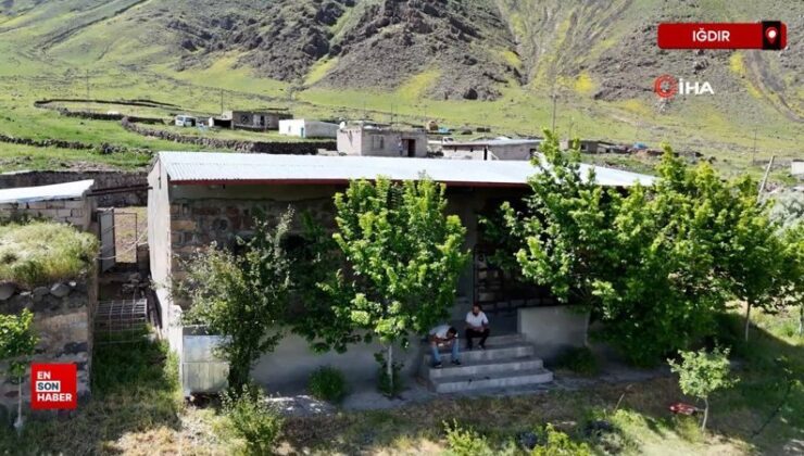 Iğdır’da çorak arazi ağaçlarla yeşeriyor