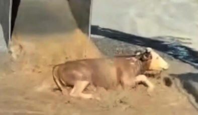 Iğdır’da iki yıl evvel ölmekten kurtarılan inek doğurdu