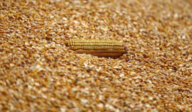 İran 120’şer bin ton yemlik mısır, arpa ve soya küspesi için ihale açtı