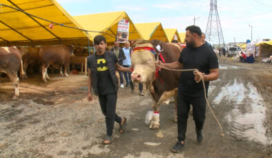 İstanbul’da 1,5 tonluk boğasını Cumhurbaşkanı Erdoğan’a armağan etmek istiyor