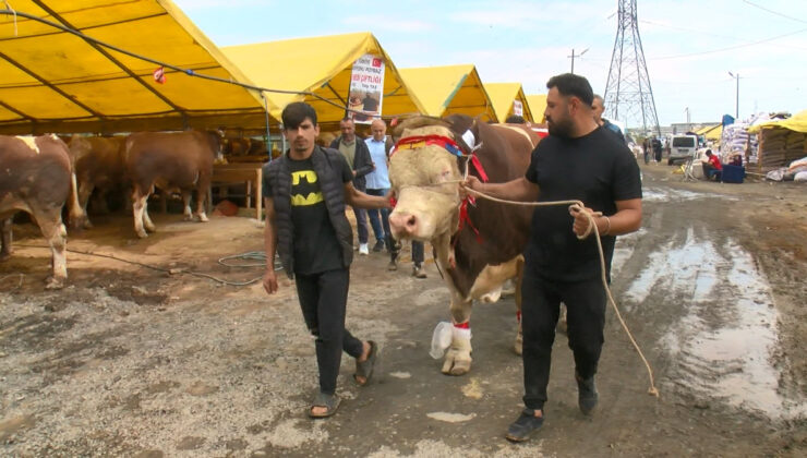 İstanbul’da 1,5 tonluk boğasını Cumhurbaşkanı Erdoğan’a armağan etmek istiyor