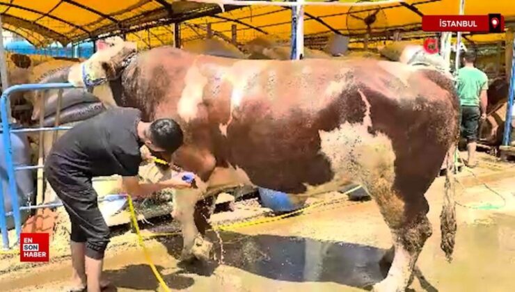 İstanbul’da kurban pazarının şampiyonu dana, 420 bin liraya satıldı