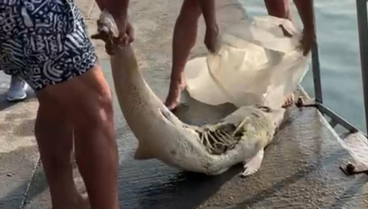 İstanbul’da meyyit yunus kıyıya vurdu: Çöp konteynerine atıldı