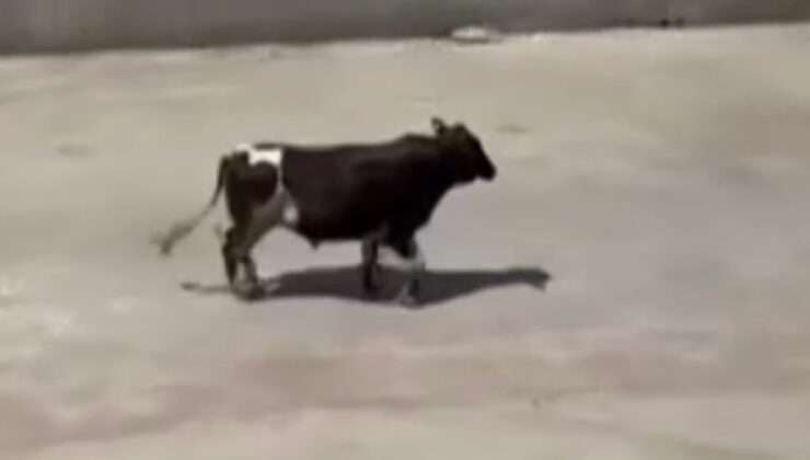 İstanbul’da sahibinden kaçan kurbanlık dana fabrika bahçelerinde dolaştı