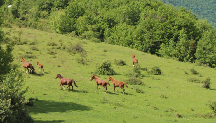 Karabük’te yılkı atları görüntülendi