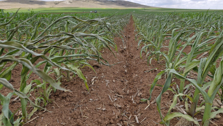 Karaman’da mısır tarlasına dronlu ot ilacı saldırısı