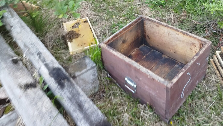 Kastamonu’da ayı 6 arı kovanını parçaladı