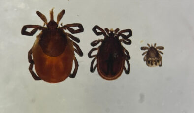 Kene kabusu geri döndü: 5 kişi hayatını kaybetti