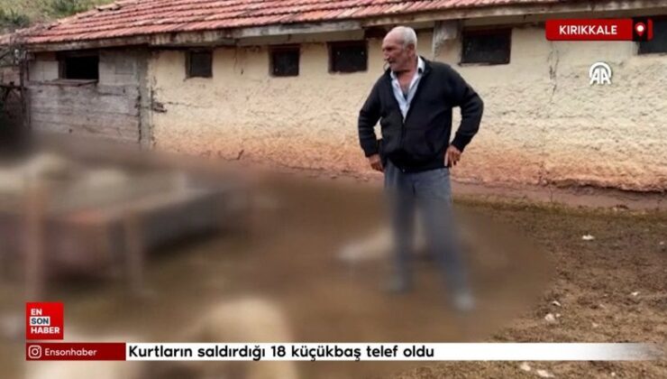 Kırıkkale’de kurt saldırısı: 18 küçükbaş hayvan telef oldu