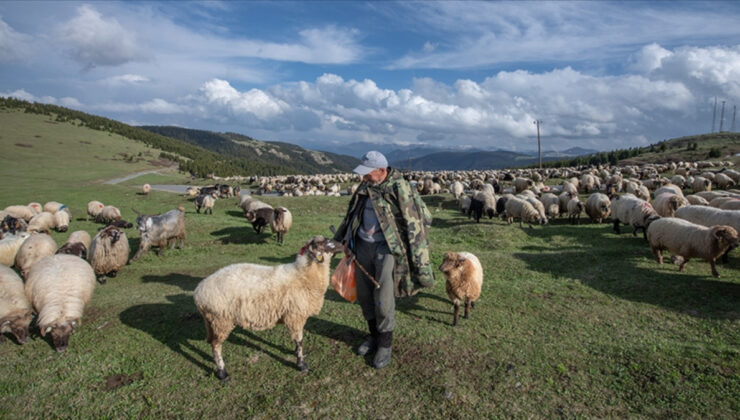 Küçükbaş hayvan üreticilerine 3,9 milyar liralık takviye