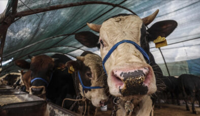 Kurban ibadetiyle ilgili merak edilenler: 20 soru 20 yanıt