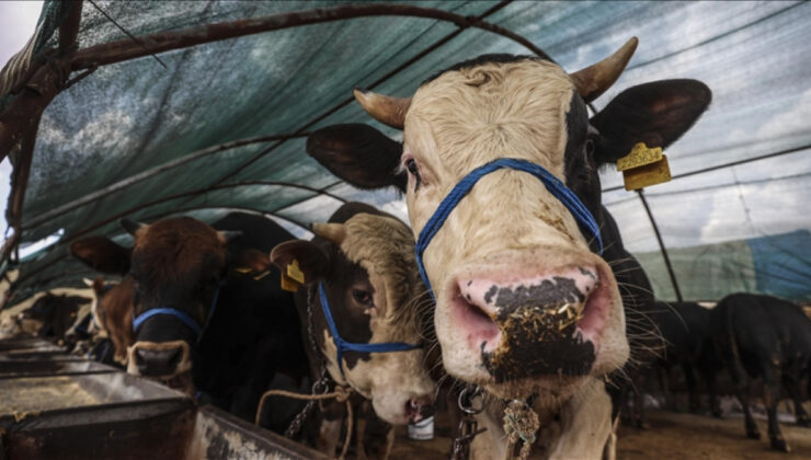 Kurban ibadetiyle ilgili merak edilenler: 20 soru 20 yanıt