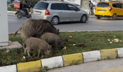 Kuşadası’nda yaban domuzu besleyen 3 şahsa para cezası