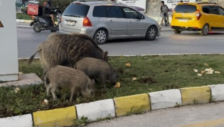 Kuşadası’nda yaban domuzu besleyen 3 şahsa para cezası
