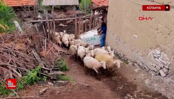 Kütahya’da ağıla girip sürüye saldırdı: 25 koyun öldü