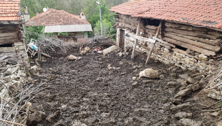 Kütahya’da kurtların atağında 11 koyun telef oldu