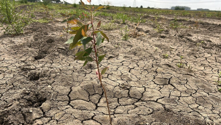 Mersin’de 41 hektarlık ormanı tarım alanına dönüştürmeye çalıştılar