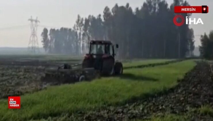 Mersin’de 41 hektarlık ormanlık alana buğday eken 4 bireye dava açıldı