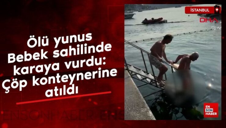 Meyyit yunus Bebek kıyısında karaya vurdu: Çöp konteynerine atıldı