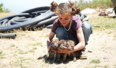 Muş’ta çoban kardeşler, annesiz kalan kurt yavrularını kurtardı