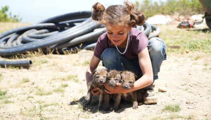 Muş’ta çoban kardeşler, annesiz kalan kurt yavrularını kurtardı